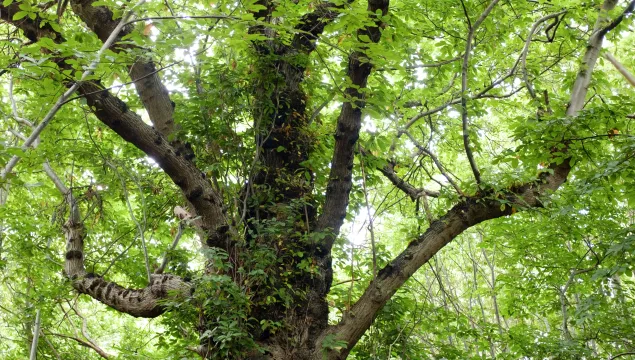 Brewers Wood veteran tree by Greg Hitchcock