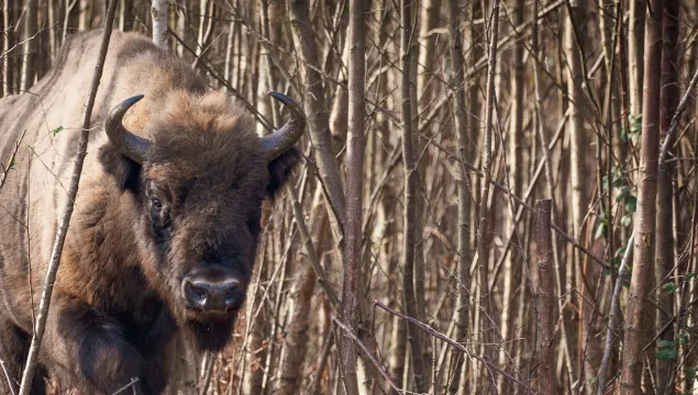 Bison bull looking at camera camouflaged with trees behind him by Donovan Wright