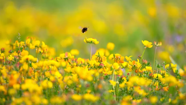 Bumblebee in Birds Foot Trefoil by Jon Hawkins