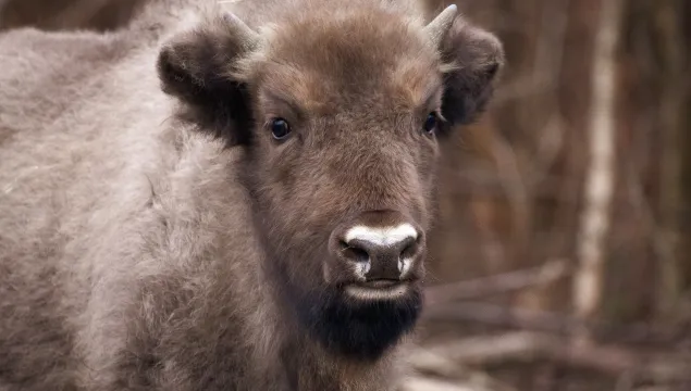 Bison calf 2 ©Donovan Wright