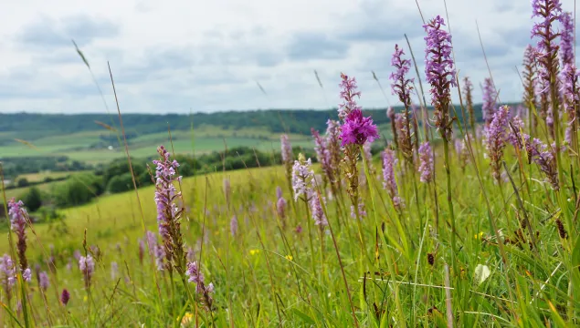 Chalk downland, Fackenden Down - Beth Hukins