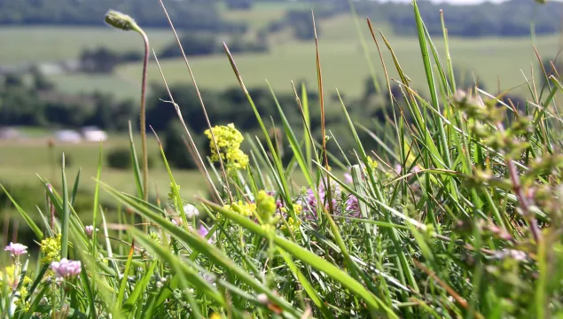 Chalk grassland, Dan Attwood