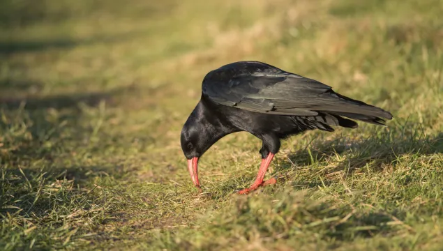 Red-Billed Chough by Janet Packham