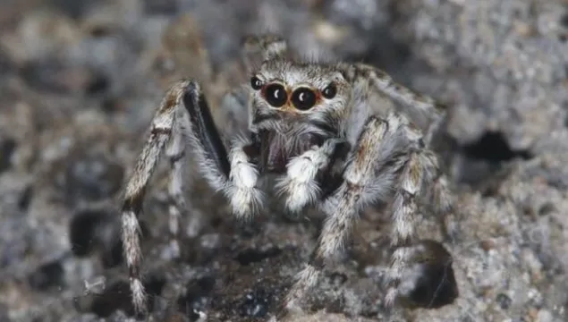 Distinguished Jumping Spider