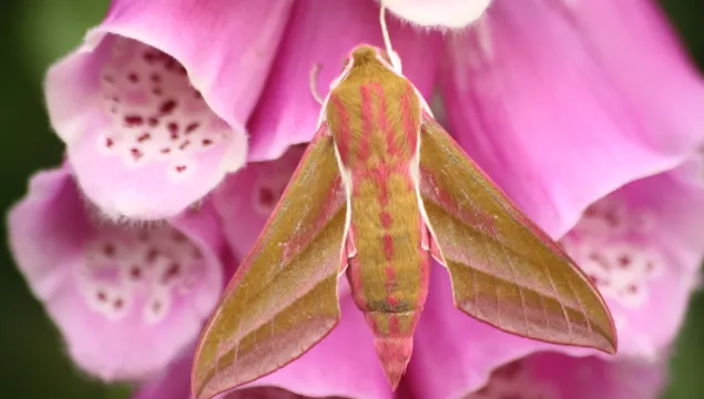 Elephant hawk-moth ©Tom Hibbert