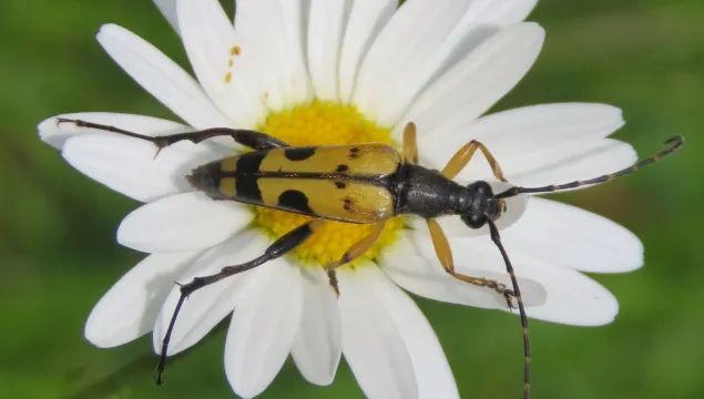 Flower beetle oxeye daisy © Anne Rowe