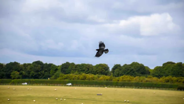 Chough flying free in Kent