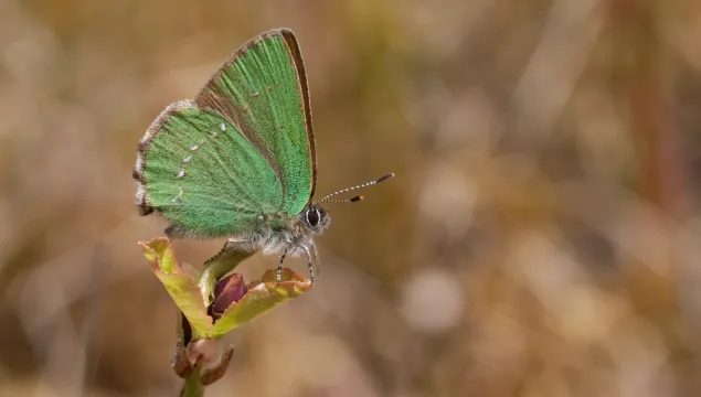 Green hairstreak butterfly by Vaughn Matthews