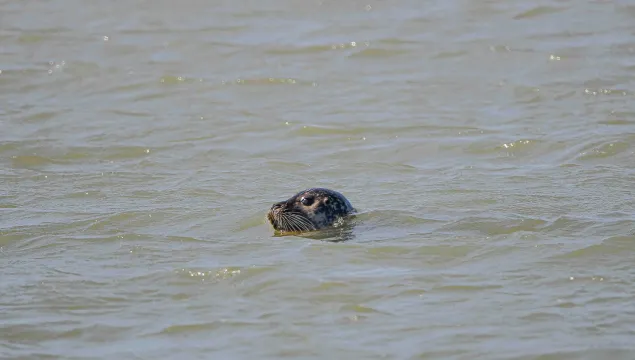 seals at pegwell bay