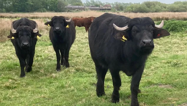 Ham fen water buffalo