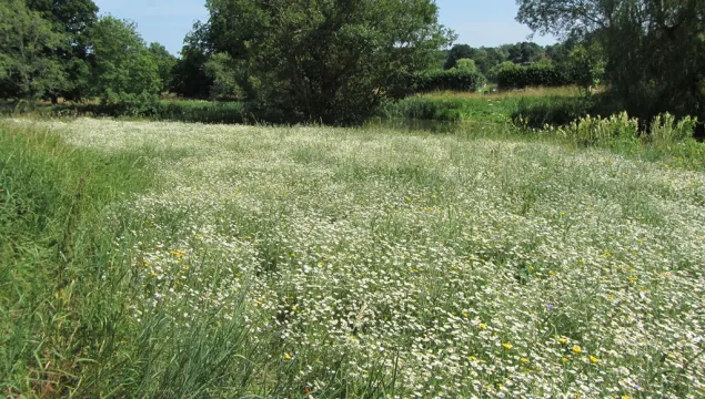 Hever meadow - Anna David