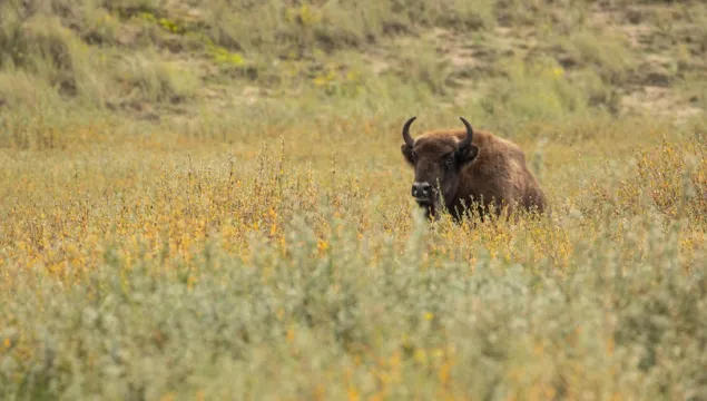 Bison Netherlands - Evan Bowen-Jones