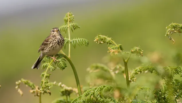 meadow pipit