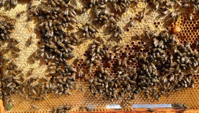 Northfleet Technical College beehive