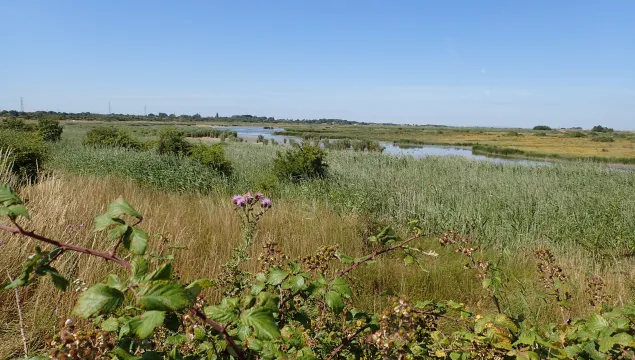 Oare Marshes - Bryony Chapman