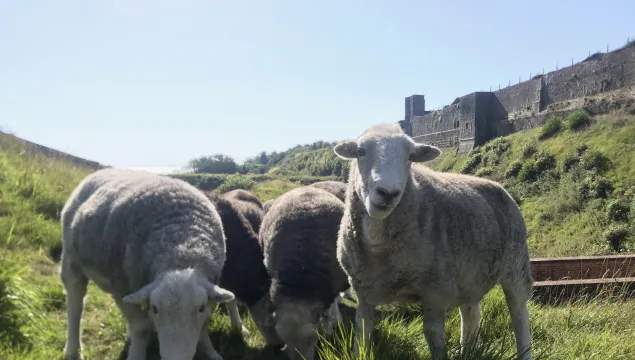 Sheep at Dover Castle