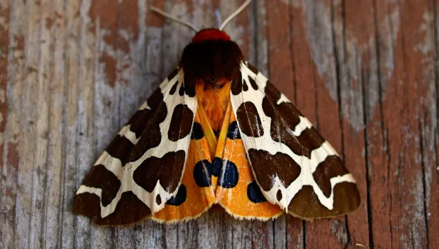 Tiger moth