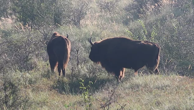 Bison in Blean Woods by Tom Gibbs