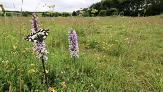 Marbled white butterfly on a common spotted orchid in a wildflower meadow © Tom Marshall