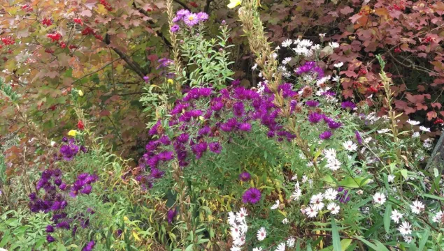 Autumn flowers in Sevenoaks