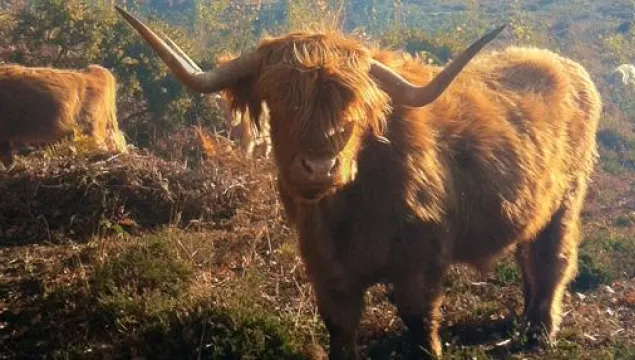 highland cow