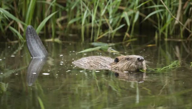 beaver ham fen swimming terry whittaker