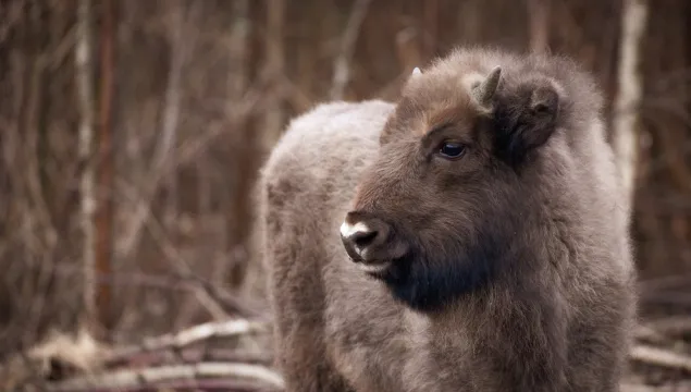 Bison calf Donovan Wright