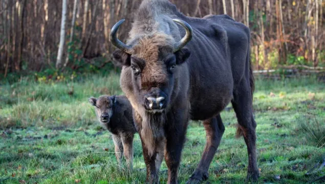 A European bison at Blean and a newborn calf.