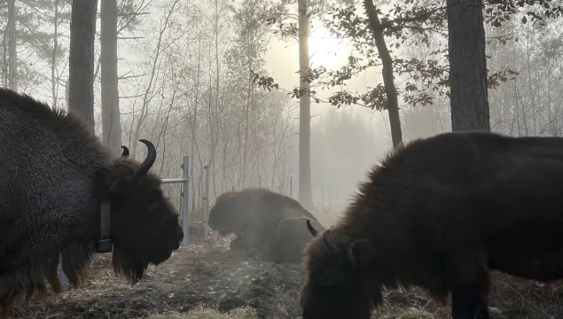 Bison in the mist at Blean.