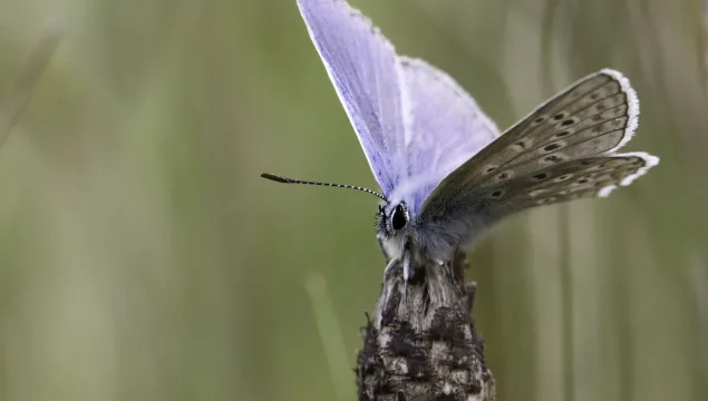 common blue butterfly