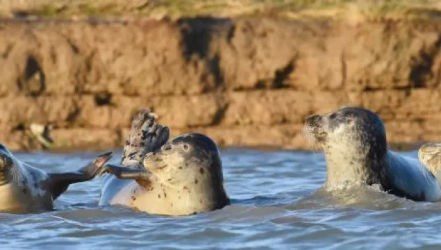 Common seal - Russel Miles