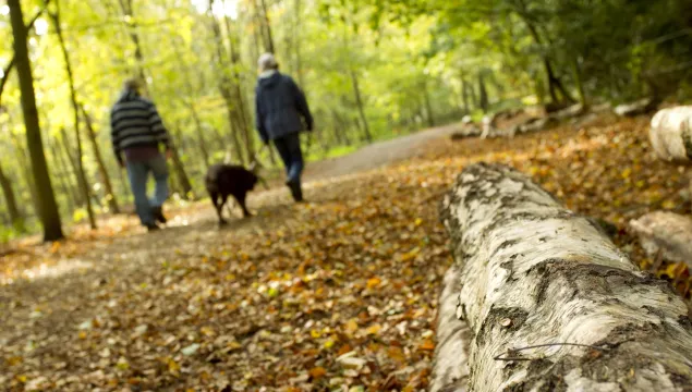 dog on lead