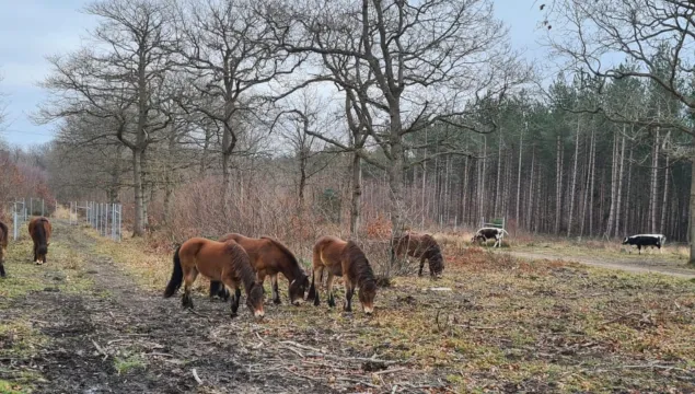 Exmoor ponies 2