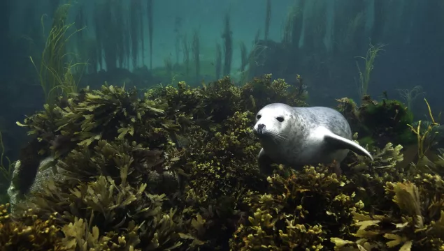 Grey seal pup