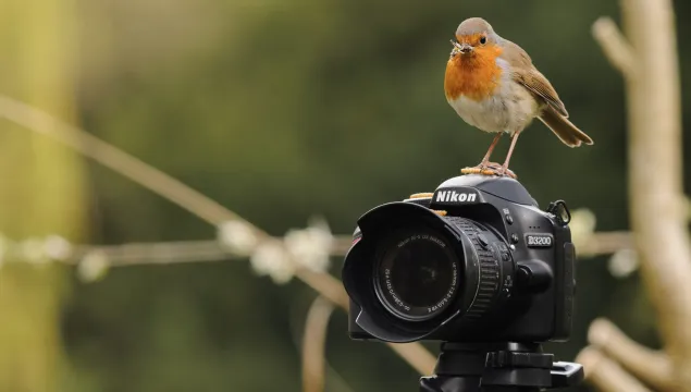 robin on a camera Jose Perafan