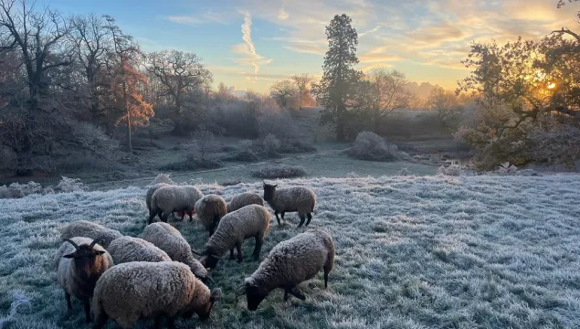 sheep snow