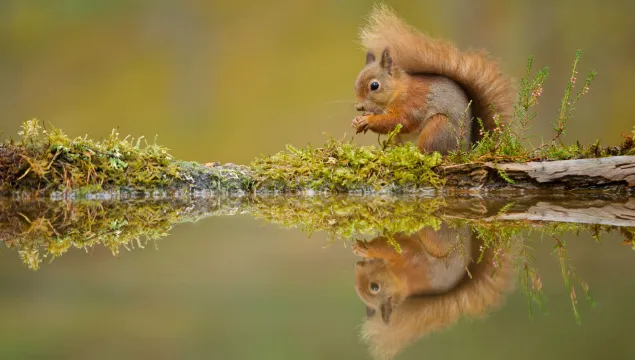 squirrel_Mark Hamblin