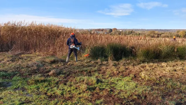 Volunteer brush cutting the scrape