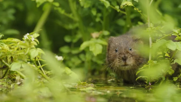 Water vole - Terry Whittaker