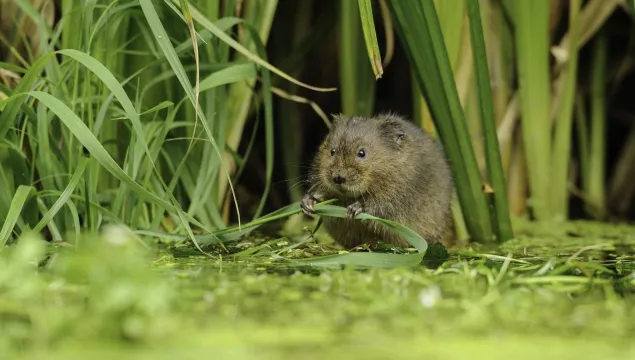 water vole. Terry Whittaker