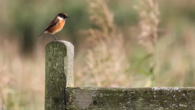 Elmley Stonechat