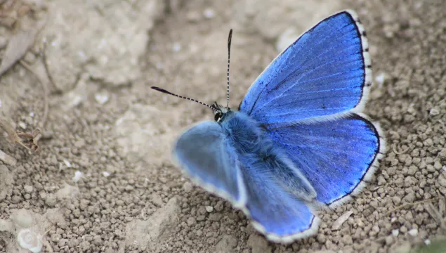 Adonis Blue Butterfly