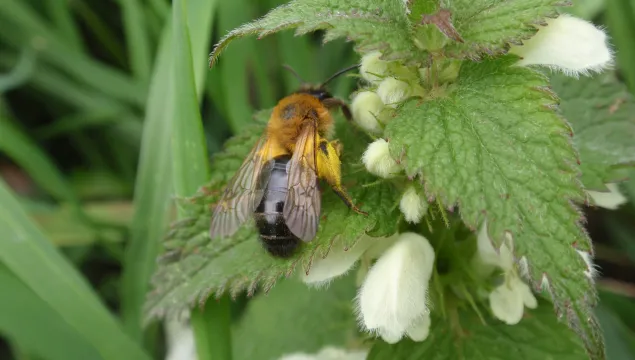 Andrena nitida (mining bee) Rosie Bleet