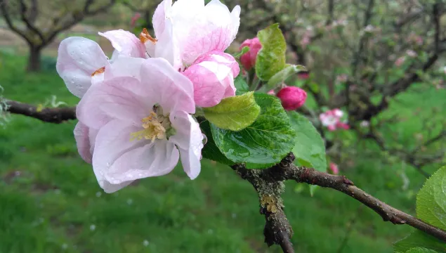 Apple blossom - Lynne & Peter Flower