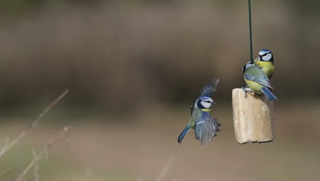 Blue tits