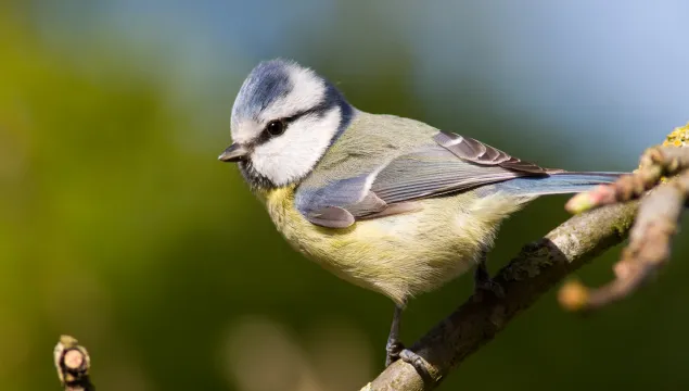 A blue tit perched on a branch.