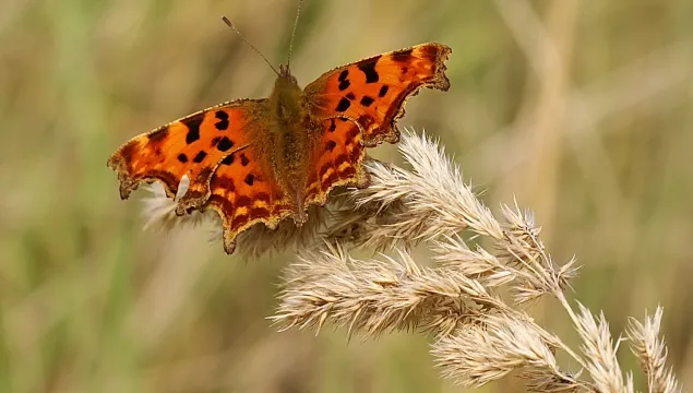 comma butterfly