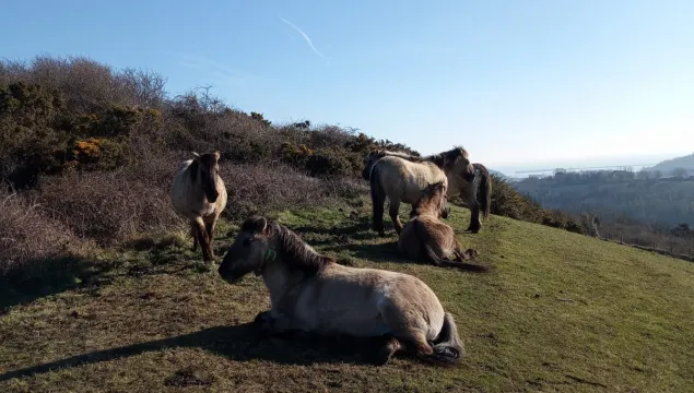 Konik ponies on Dover Downlands