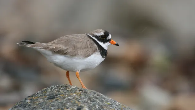 Little ringed plover - Tom Marshall