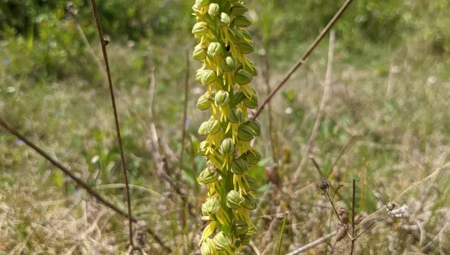 man orchid